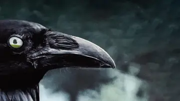 Zasłona к сериалу "Sześć stóp pod ziemią" #1299236