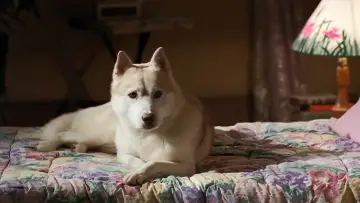 Zasłona к сериалу "Na południe" #1333311