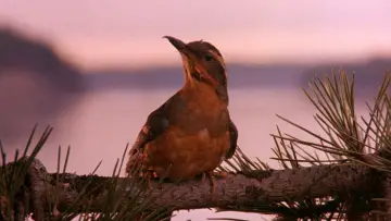 Zasłona к сериалу "Miasteczko Twin Peaks" #1274610