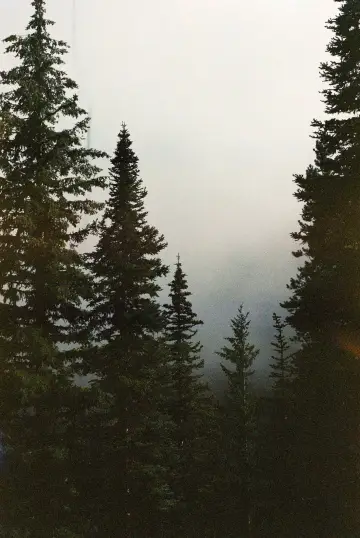 Plakat к сериалу "Miasteczko Twin Peaks" #1274754