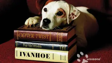 Zasłona do serialu "Wishbone" #1808422