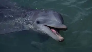 Zasłona к сериалу "Flipper" #1414287