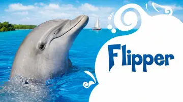 Zasłona к сериалу "Flipper" #1414288