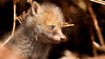 Zasłona к сериалу "Springwatch" #1395959