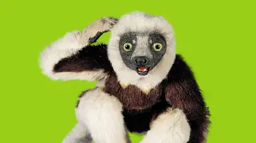 Zasłona do serialu "Zoboomafoo" #1831474