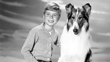 Zasłona к сериалу "Lassie" #1256927