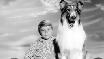 Zasłona к сериалу "Lassie" #1256929