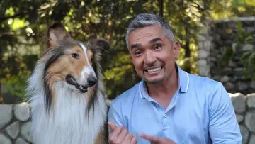 Zasłona к сериалу "Dog Whisperer" #1444528