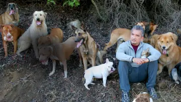 Zasłona к сериалу "Dog Whisperer" #1444531