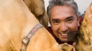 Zasłona к сериалу "Dog Whisperer" #1444532
