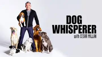 Zasłona к сериалу "Dog Whisperer" #1444537