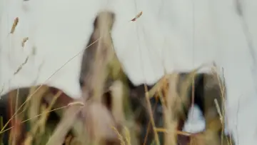 Zasłona к сериалу "Przygody Merlina" #1331806