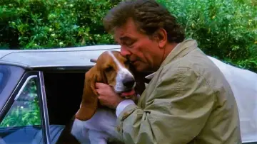 Zasłona к сериалу "Columbo" #1257085