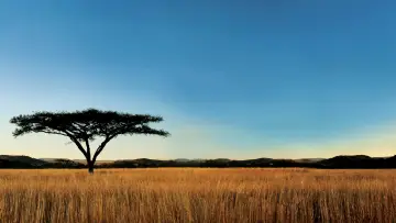 Zasłona к сериалу "Natura" #1293918