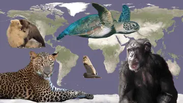 Zasłona к сериалу "Natura" #1293919