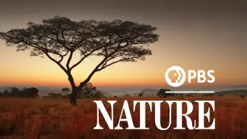 Zasłona к сериалу "Natura" #1293922