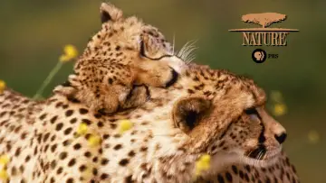 Zasłona к сериалу "Natura" #1293925