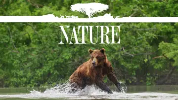 Zasłona к сериалу "Natura" #1293928