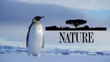 Zasłona к сериалу "Natura" #1293930