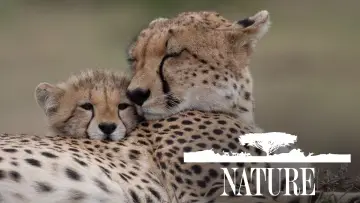 Zasłona к сериалу "Natura" #1293933
