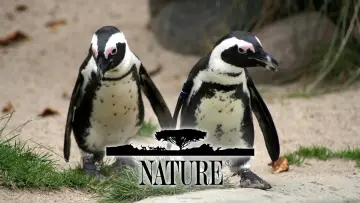 Zasłona к сериалу "Natura" #1293939