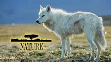 Zasłona к сериалу "Natura" #1293941