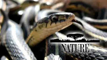 Zasłona к сериалу "Natura" #1293942