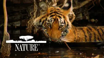 Zasłona к сериалу "Natura" #1293945