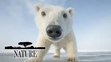 Zasłona к сериалу "Natura" #1293947