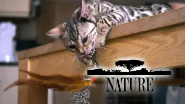 Zasłona к сериалу "Natura" #1293948