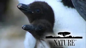 Zasłona к сериалу "Natura" #1293949