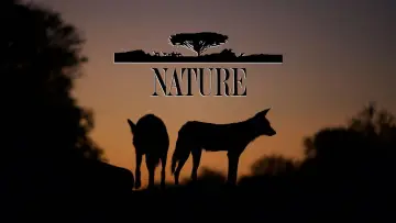 Zasłona к сериалу "Natura" #1293950