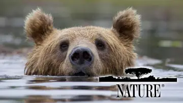 Zasłona к сериалу "Natura" #1293954