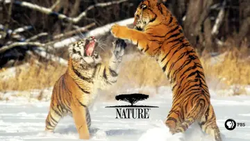 Zasłona к сериалу "Natura" #1293956