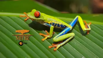 Zasłona к сериалу "Natura" #1293960