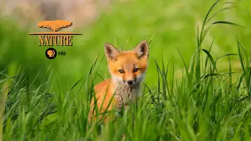Zasłona к сериалу "Natura" #1293962
