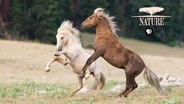 Zasłona к сериалу "Natura" #1293963