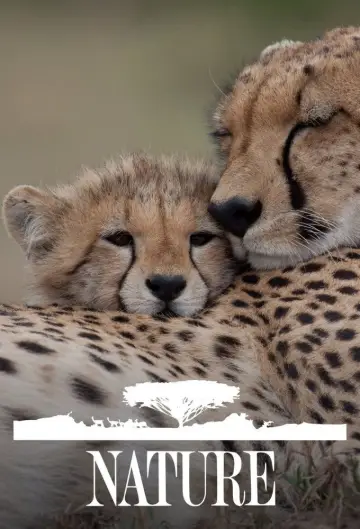 Plakat к сериалу "Natura" #1293997