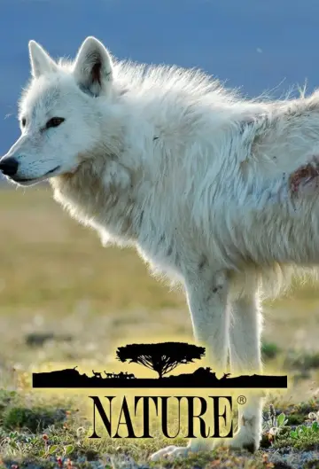 Plakat к сериалу "Natura" #1294002