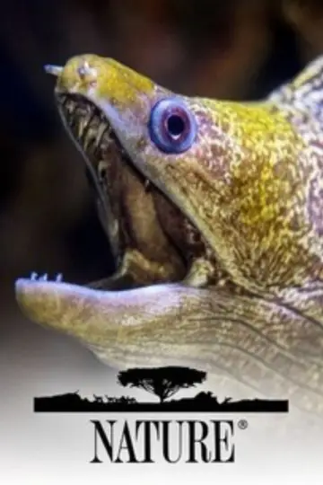 Plakat к сериалу "Natura" #1294025