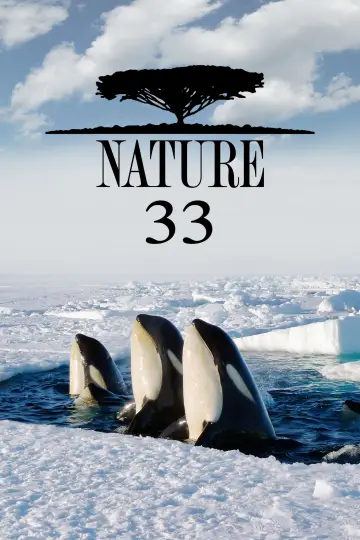 Sezon 33