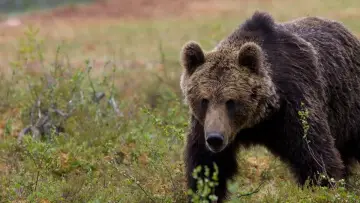 Zasłona do serialu "Natura rzeczy" #1343003