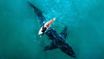 Zasłona к сериалу "Shark Week" #1362266