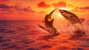 Zasłona к сериалу "Shark Week" #1362270