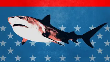 Zasłona к сериалу "Shark Week" #1362275