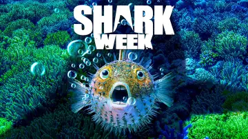 Zasłona к сериалу "Shark Week" #1362280