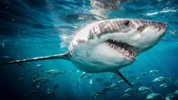 Zasłona к сериалу "Shark Week" #1362298