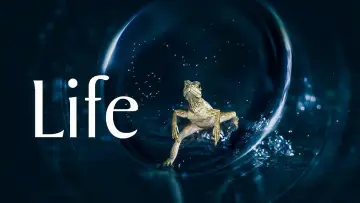 Zasłona к сериалу "Życie" #1455280