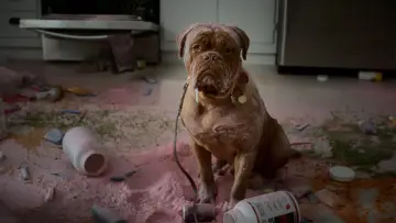 Zasłona do serialu "Turner & Hooch" #1661354