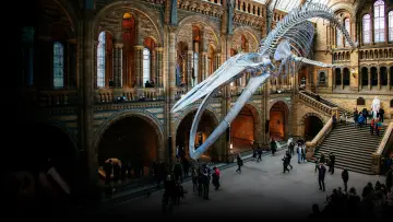 Zasłona do serialu "Muzeum Historii Naturalnej: Świat cudów" #1607673